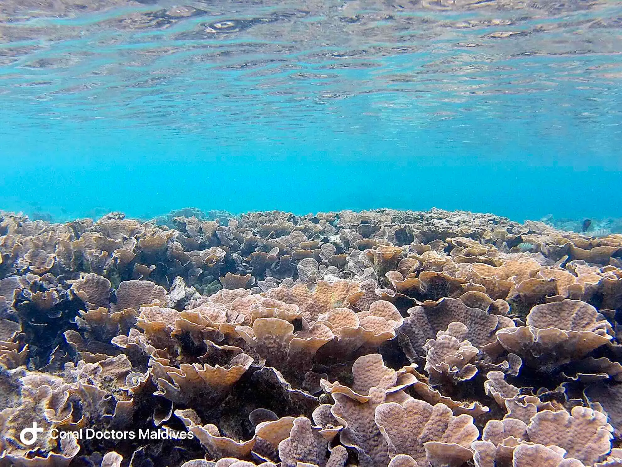 Addu Atoll, Malediven
