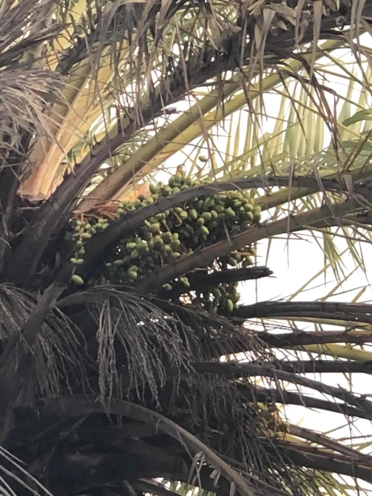 Hulhumeedhoo, Malediven