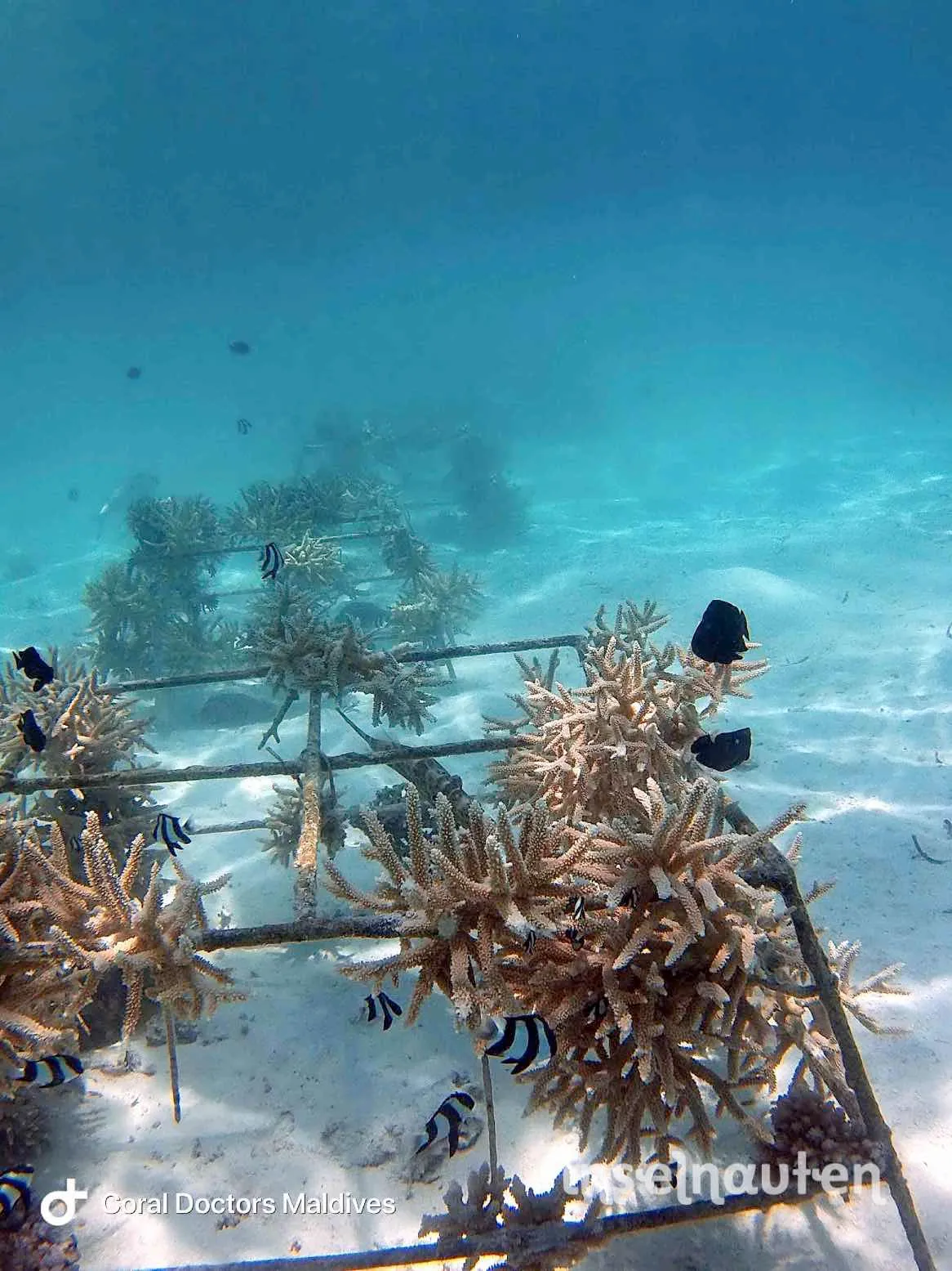Coral Doctors, Malediven