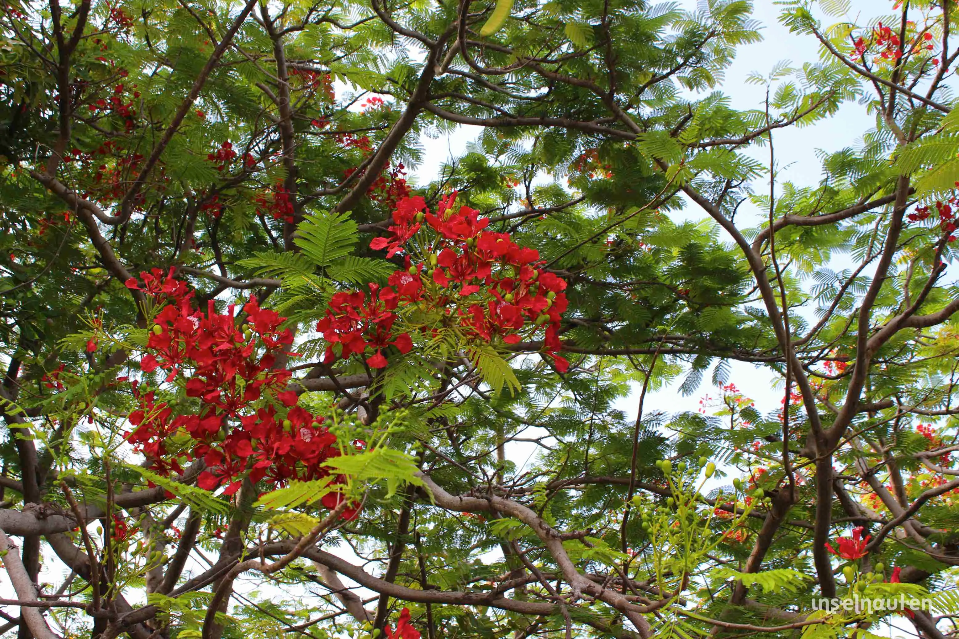 Dhigurah, Malediven