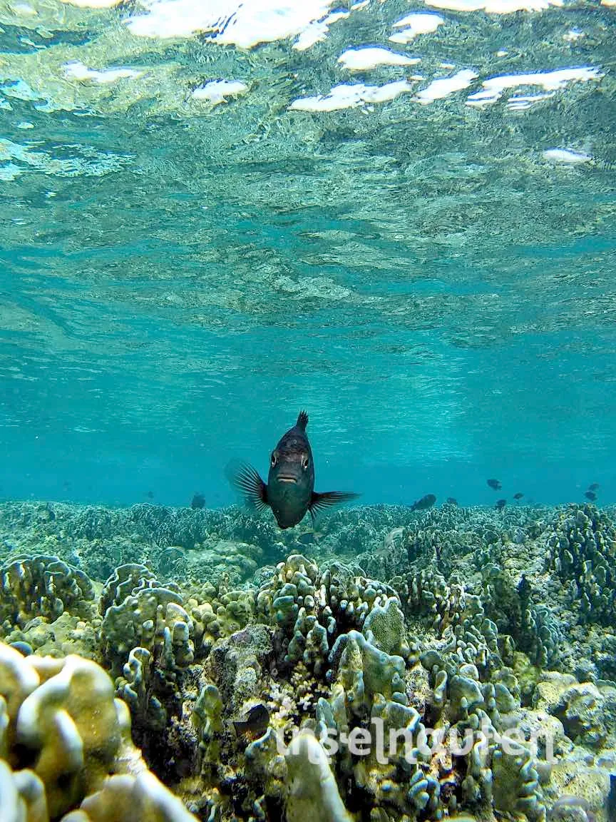 Kihaadhoo, Malediven