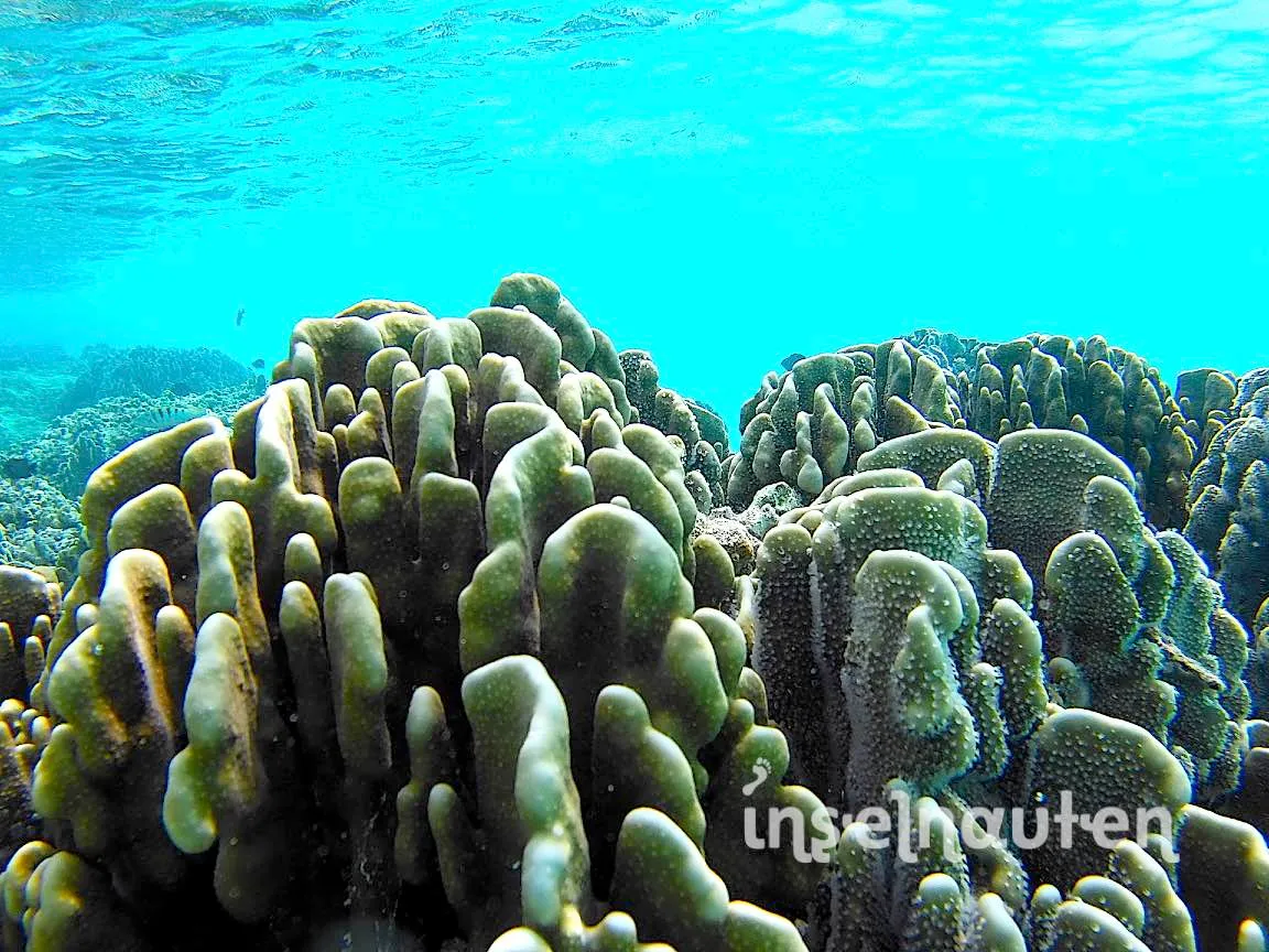 Kihaadhoo, Malediven