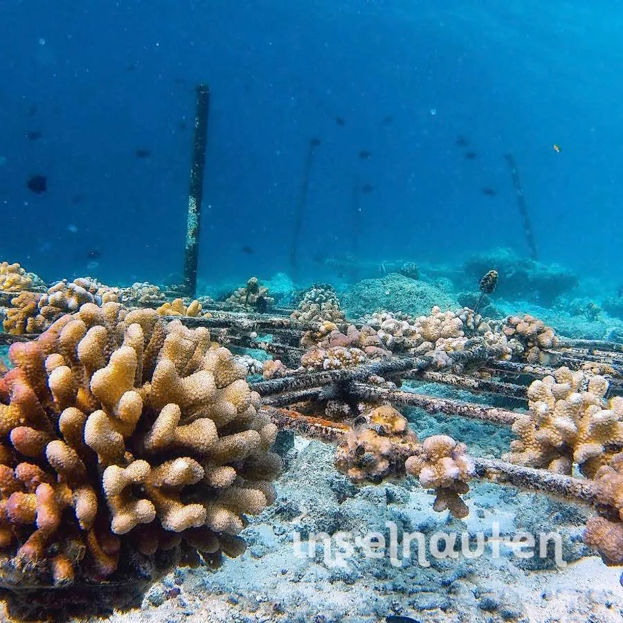 Coral Doctors, Malediven