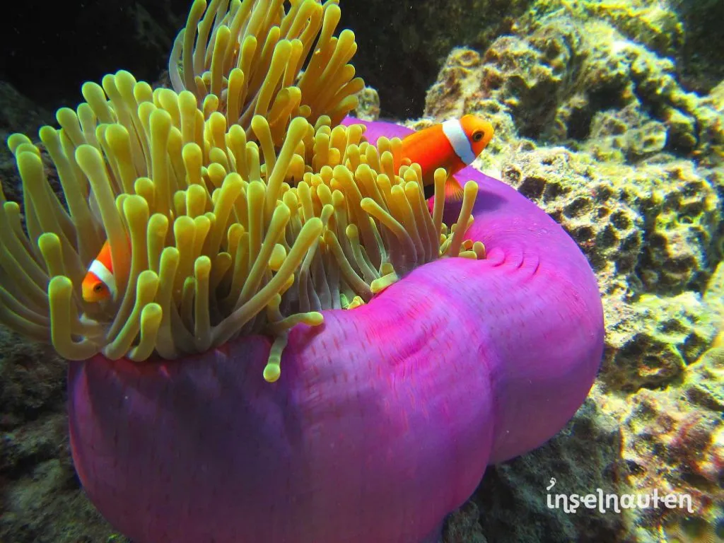 Anemonenfische in einer violetten Seeanemone am Riff der Malediven