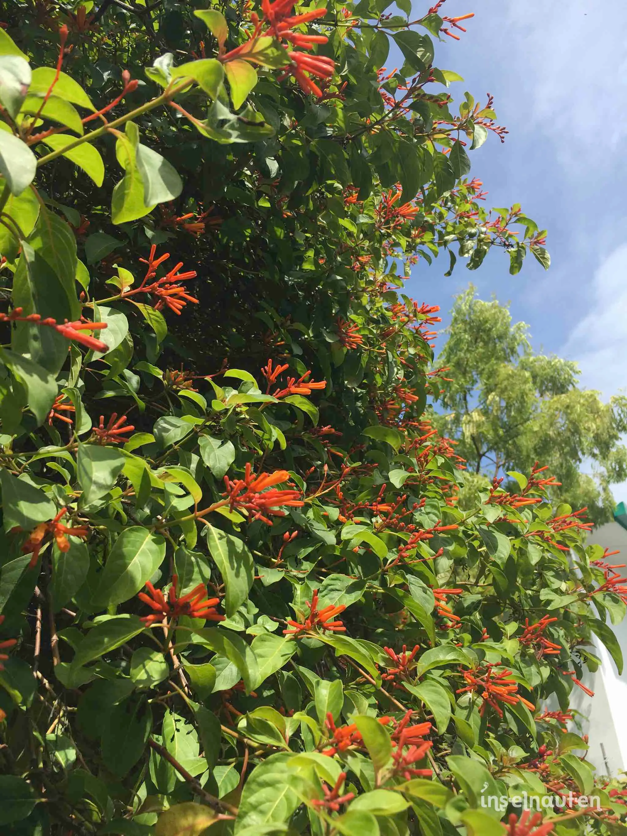 Mahibadhoo, Malediven