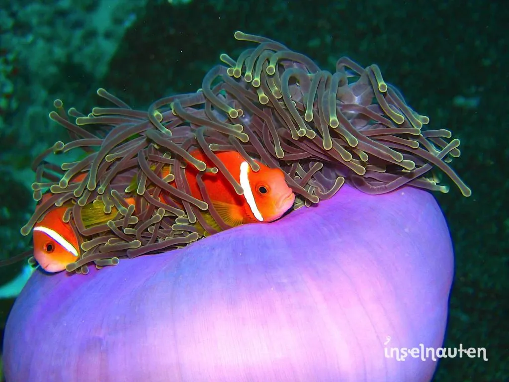 Zwei Clownfische in einer violetten Seeanemone auf den Malediven