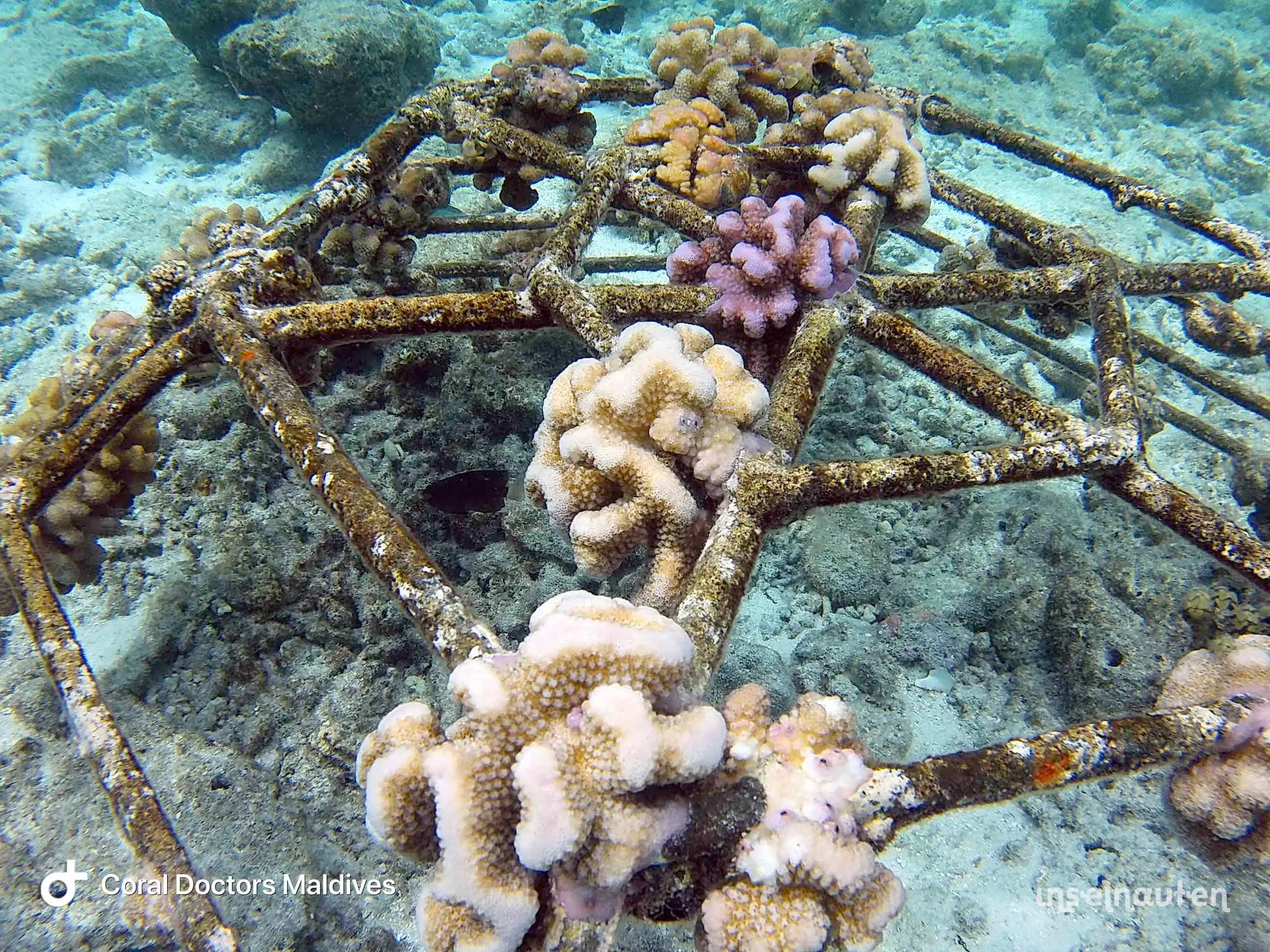 Coral Doctors, Malediven