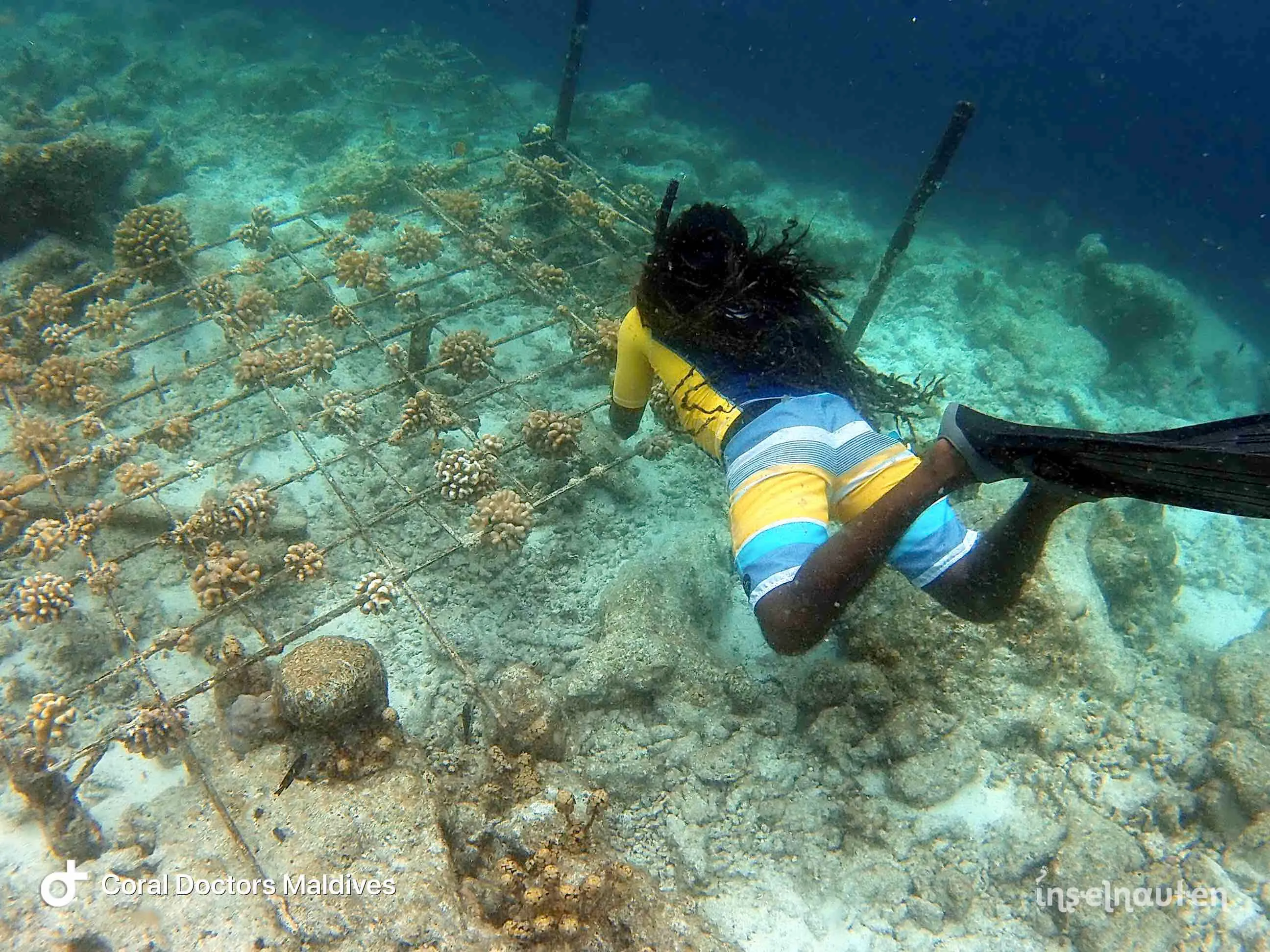 Coral Doctors, Malediven