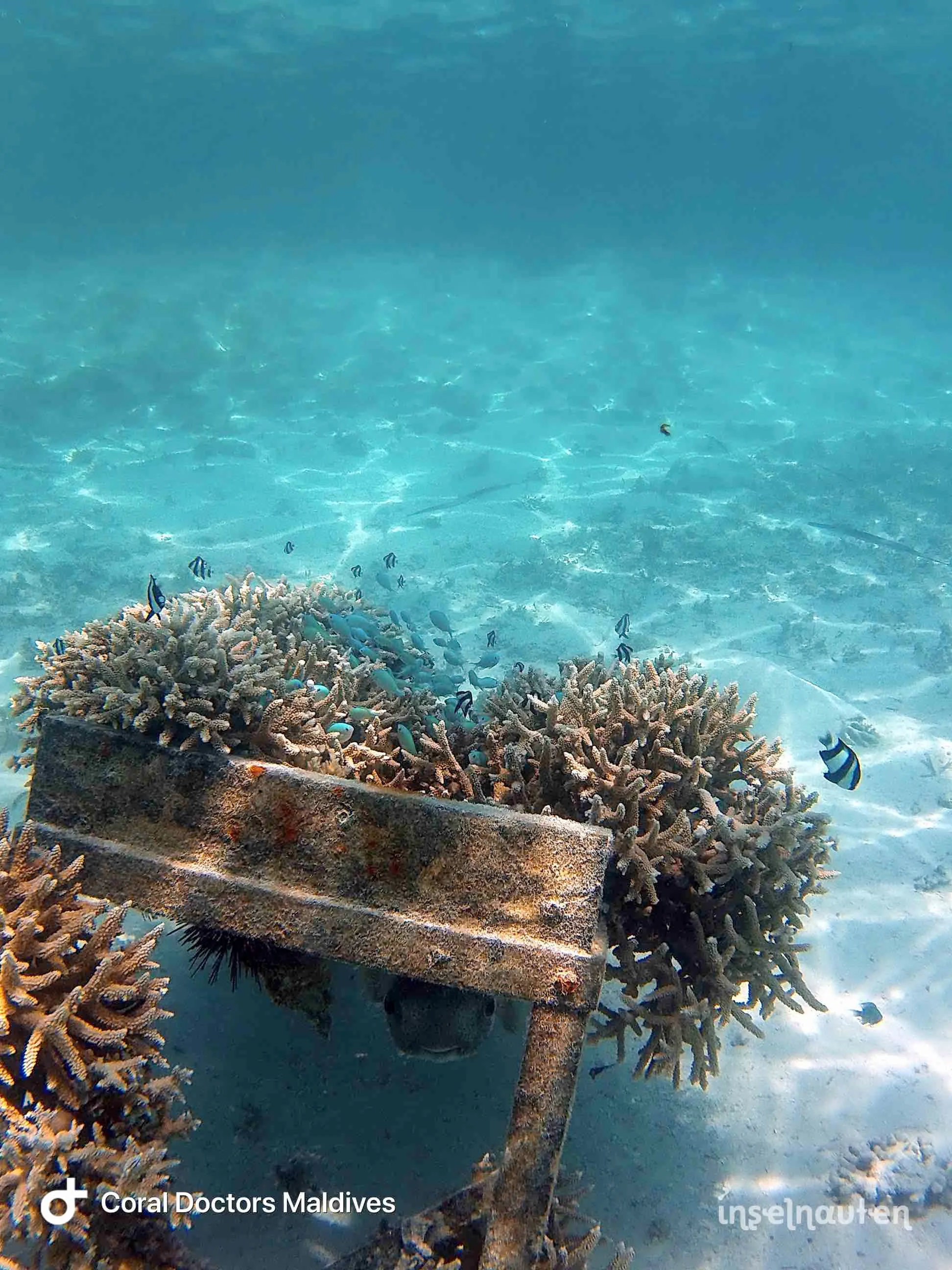 Coral Doctors, Malediven
