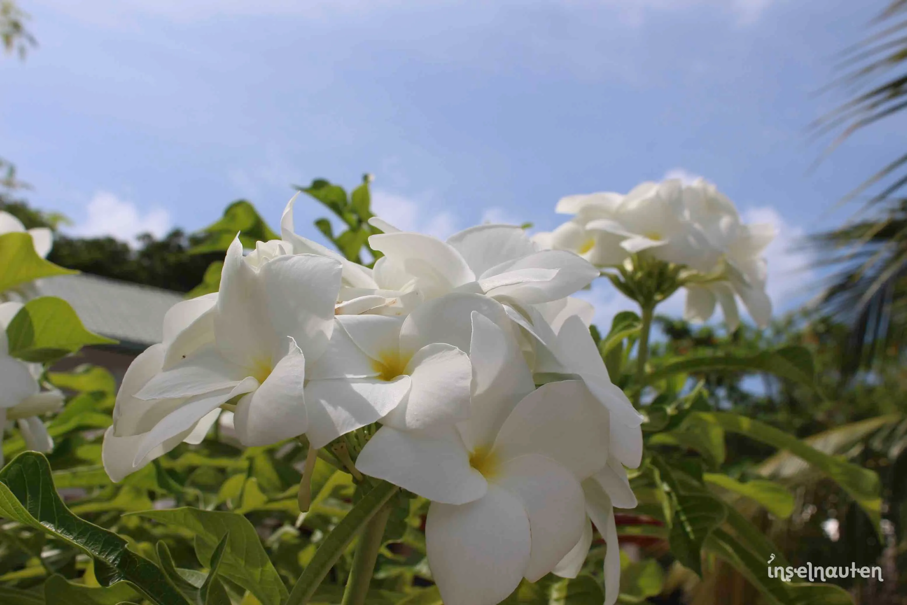 Dhigurah, Malediven