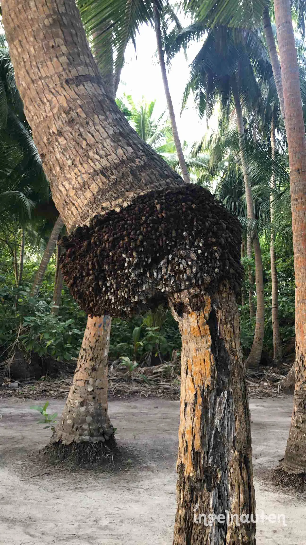 Kamadhoo, Malediven