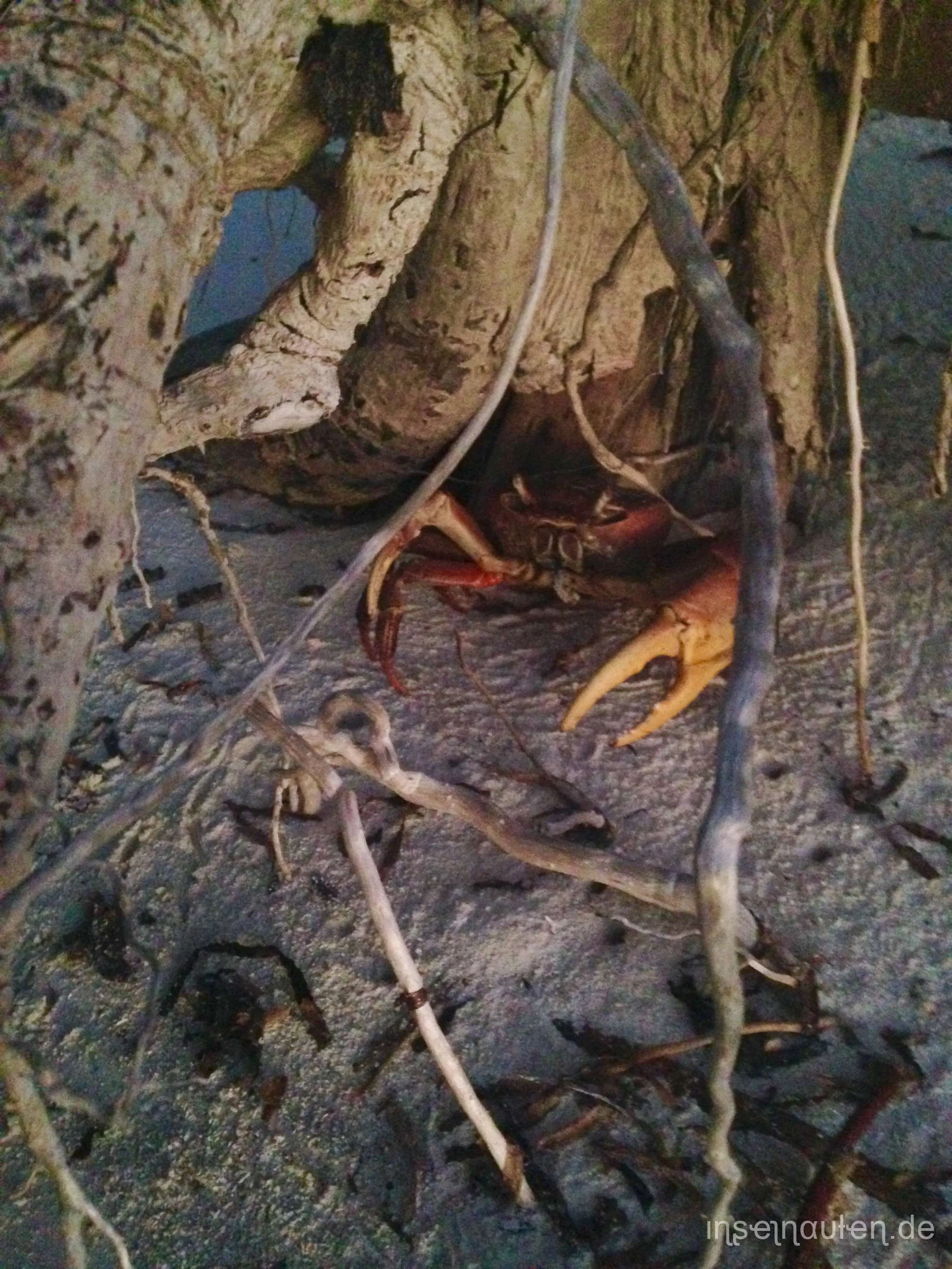 Goidhoo, Malediven
