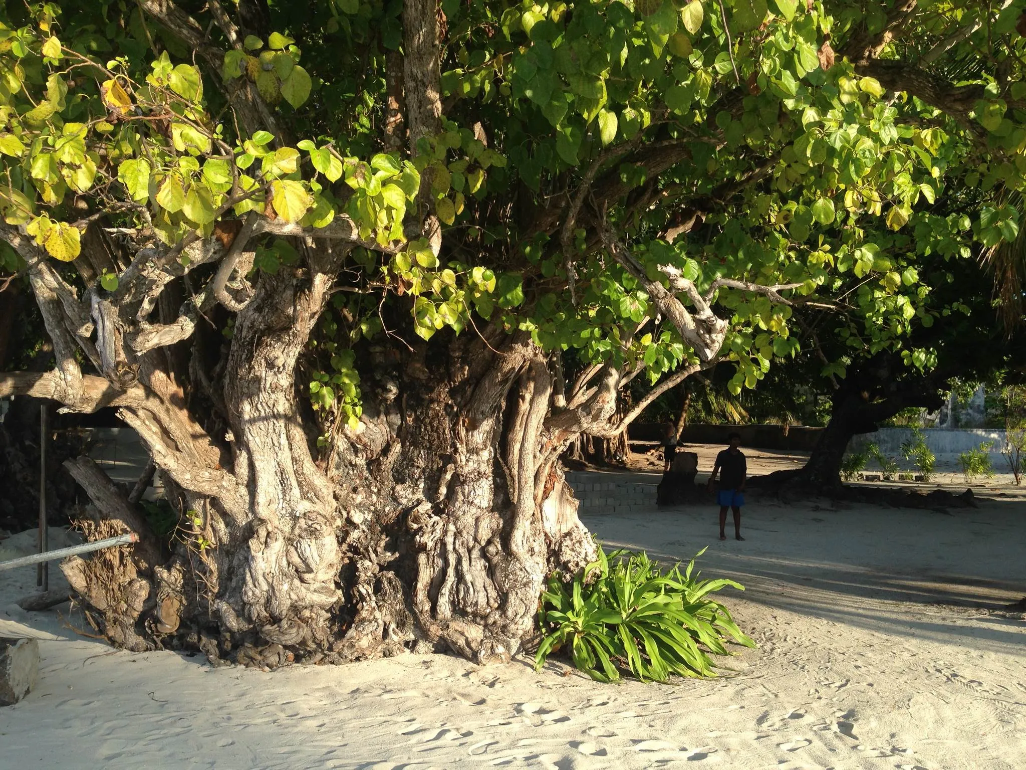 Fehendhoo, Malediven