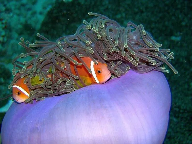 Anemonenfisch an einem maledivischen Riff