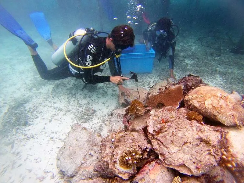 Taucher befestigen unter Wasser Korallenfragmente auf einer Riffstruktur
