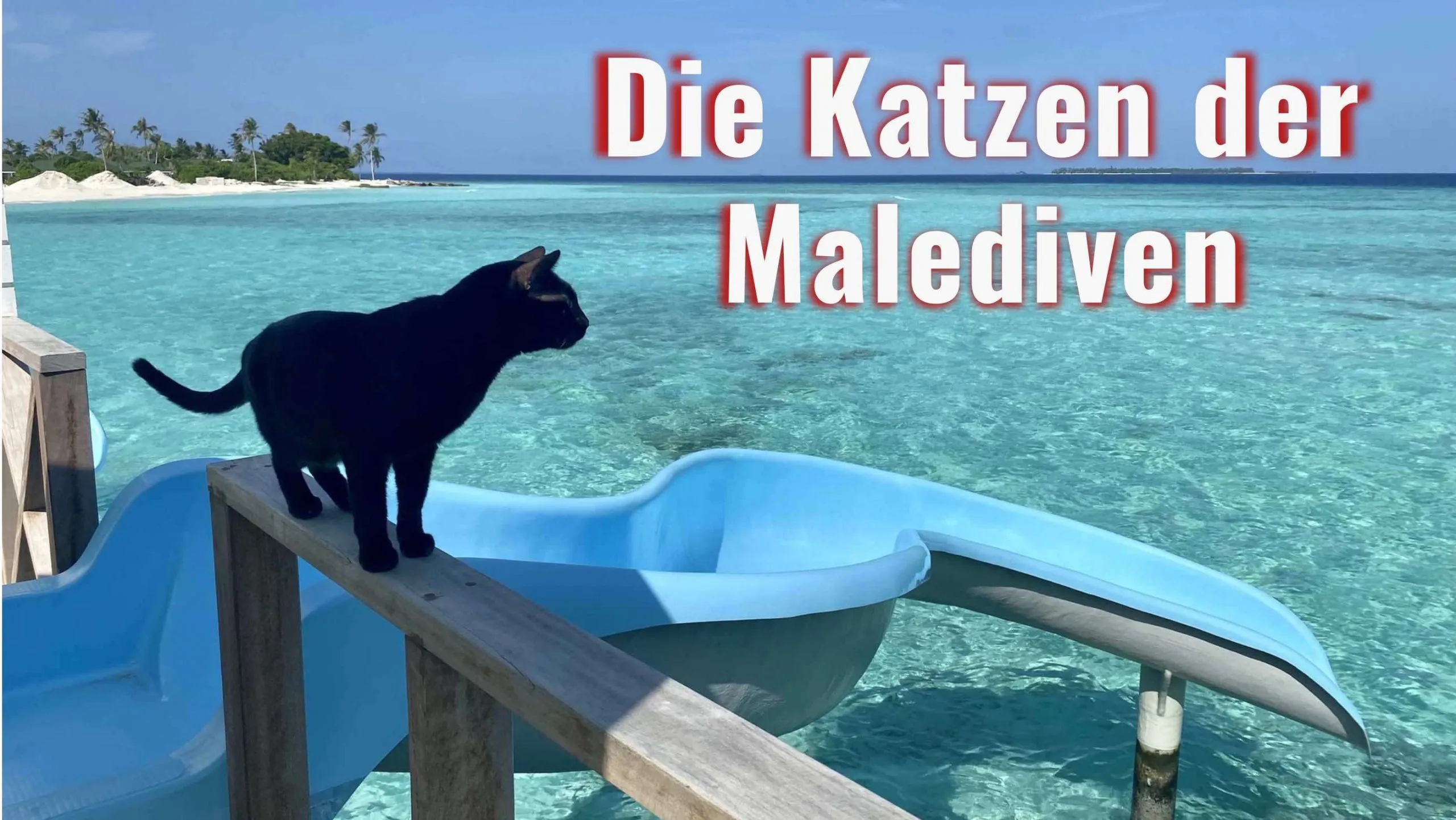 Eine Klinik für die Katzen auf den Malediven