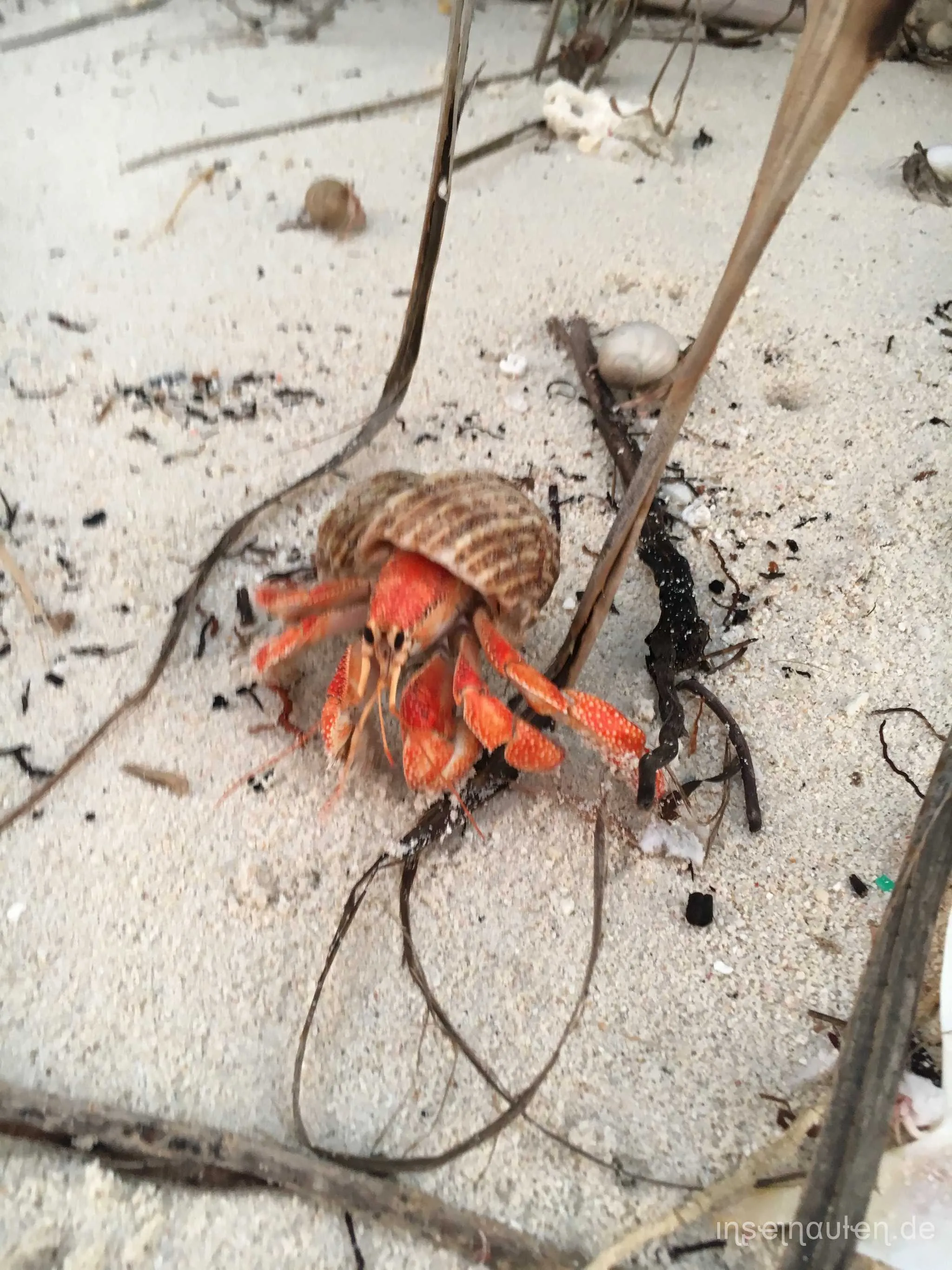 Dharavandhoo, Malediven