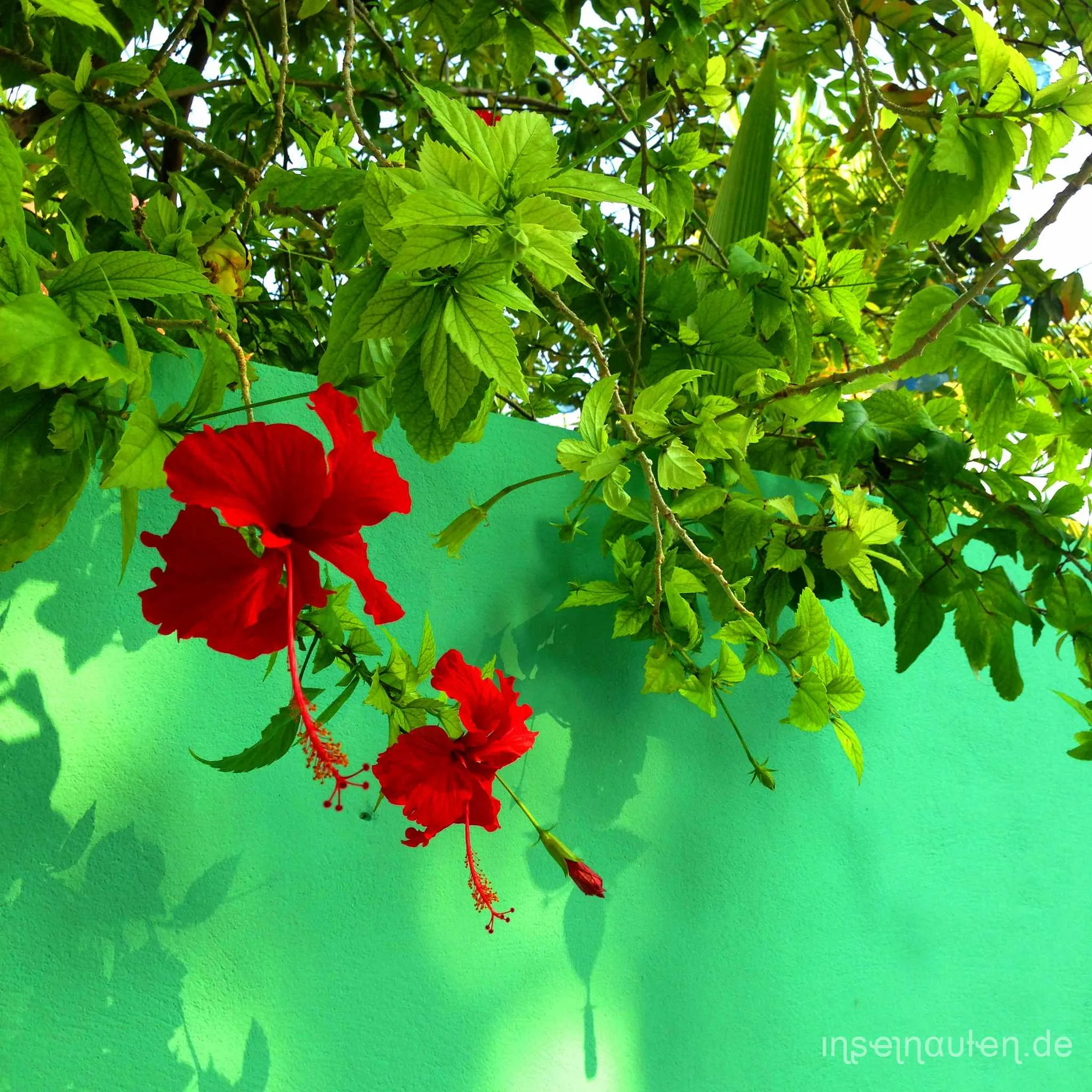 Dharavandhoo, Malediven