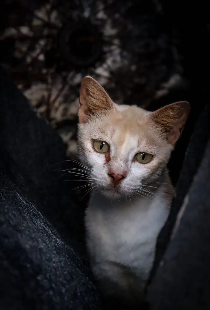 Kranke Katze auf den Malediven