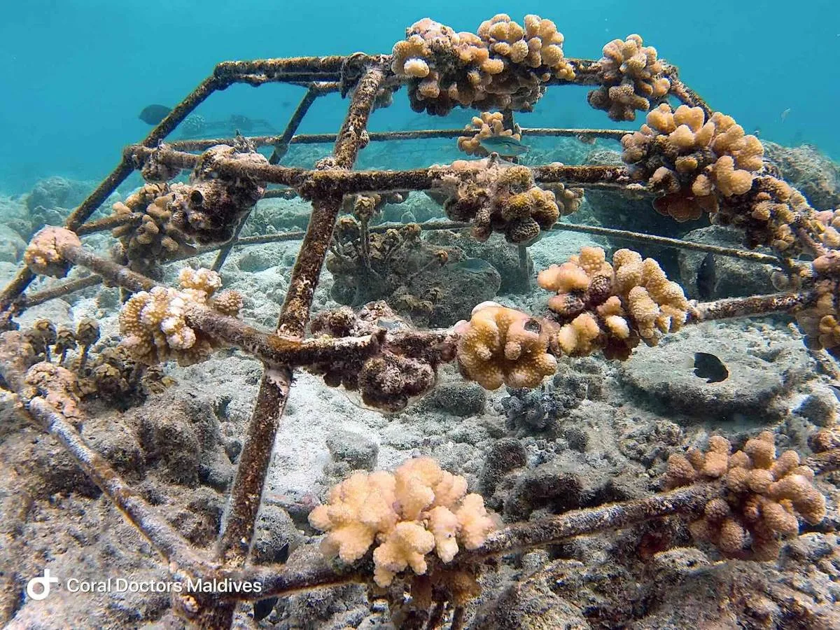 Korallenaufzucht im Coral-Doctors-Projekt