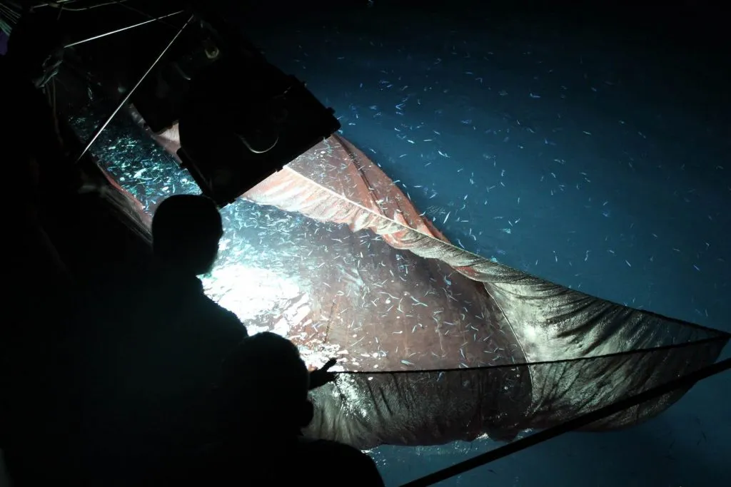 Feinmaschiges Netz mit unzähligen kleinen Köderfischen im Lichtkegel