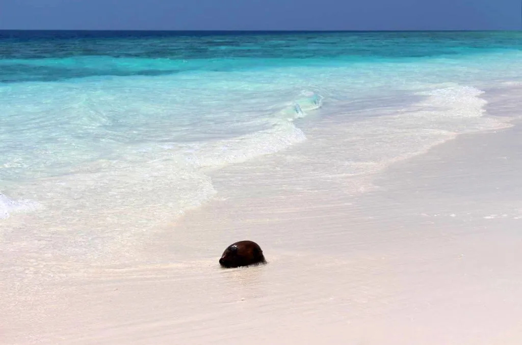 Angespülte Kokosnuss auf feinem weißen Sand mit türkiser Lagune