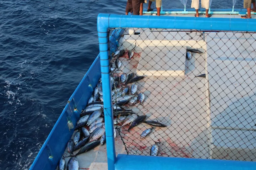 Frisch gefangene Bonito-Thunfische an Deck des Fischerboots