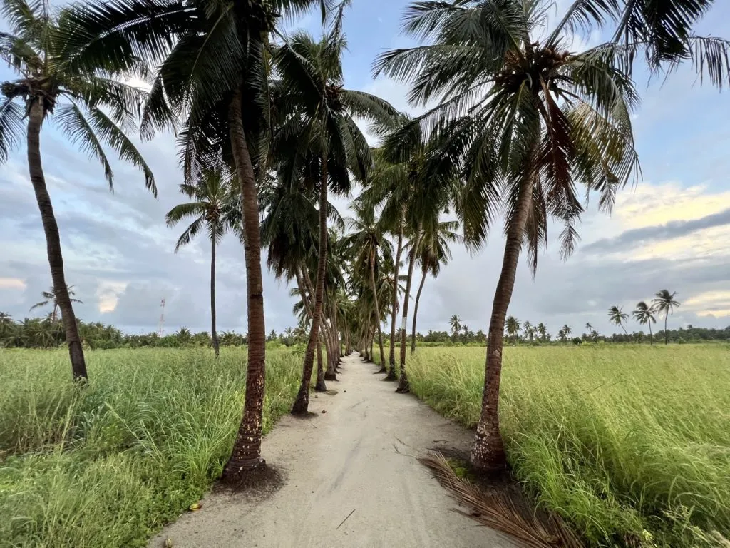 Palmengesäumter Sandweg durch grüne Felder auf einer maledivischen Local Island