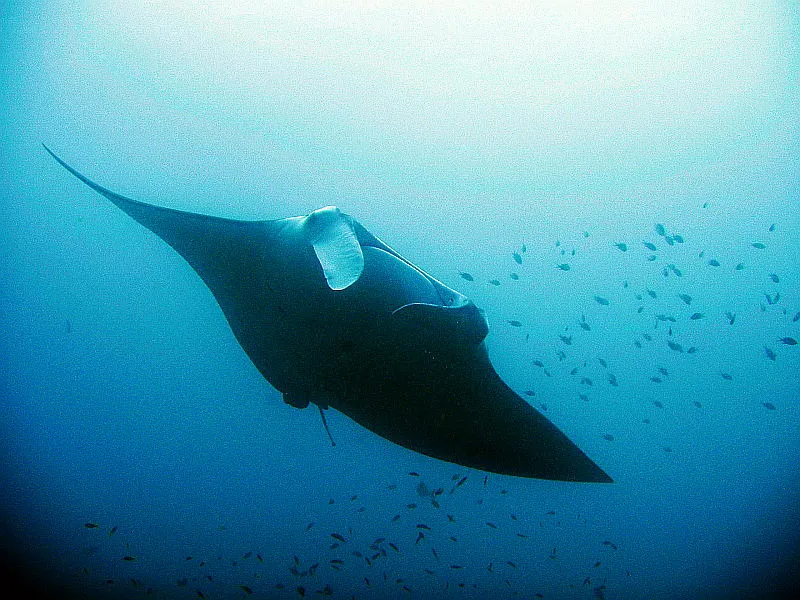 Mantarochen gleitet anmutig durch das blaue Wasser, umgeben von kleinen Fischen