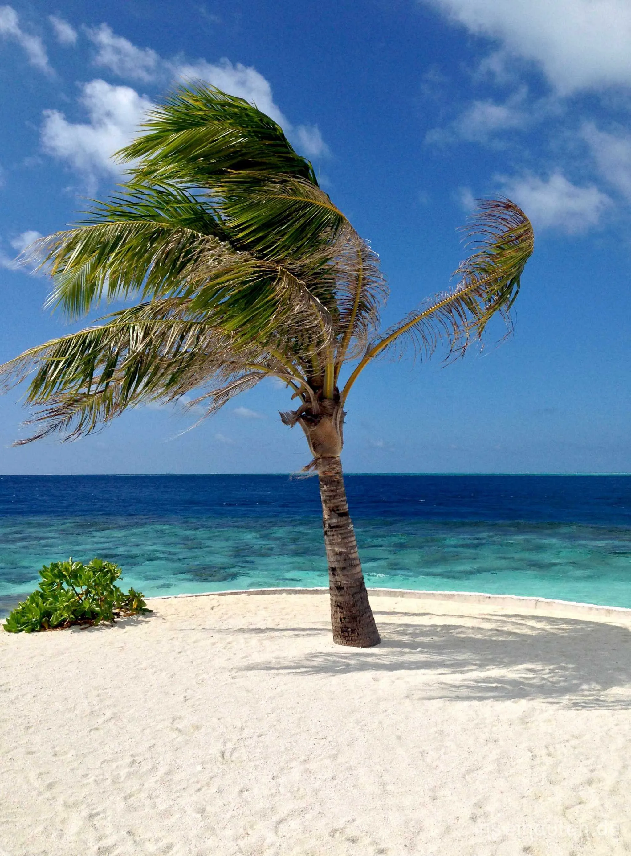 Einzelne, vom Wind zerzauste Palme auf einer weißen Sandspitze