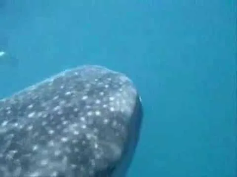 Schwimmen mit Walhaien auf den Malediven